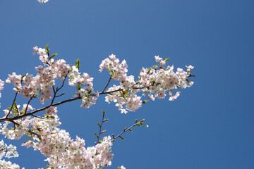 桜の枝