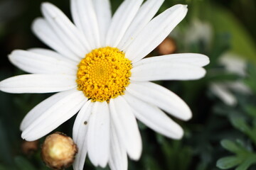 Obraz premium マーガレット