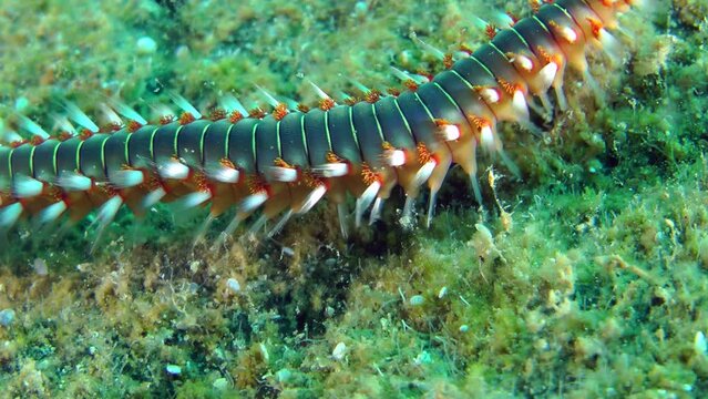 The poisonous polychaete Bearded fireworm (Hermodice carunculata) crawls along the seabed and then leaves the frame, side view, close-up.