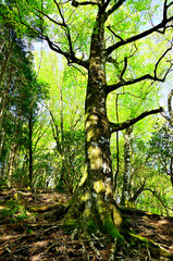 丹沢山地の寿岳　日高東尾根　新緑のブナ

