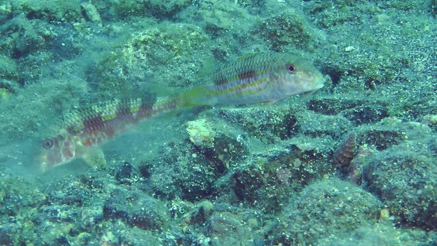 Marine fish Red mullet (Mullus barbatus) digs the sandy bottom in search of food, medium shot.