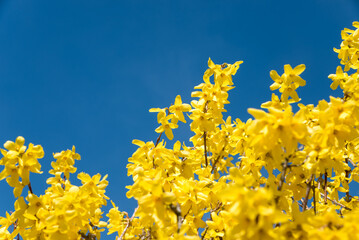 forsythia bush yellow blooming and blue sky.