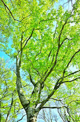 Fototapeta premium 丹沢山地の寿岳 日高東尾根 新緑のブナ 