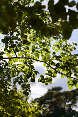 leaves and sky