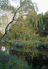 Fototapeta premium autumn in the park