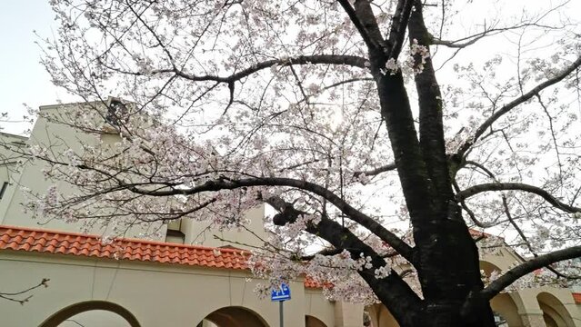 宝塚と桜のある風景