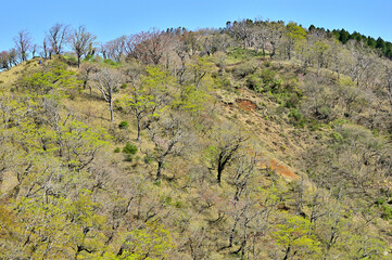 新緑の丹沢山地　日高東尾根より竜ヶ馬場
