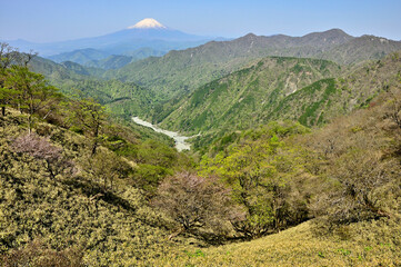 春の丹沢　日高より富士山と新緑の山地を望む
