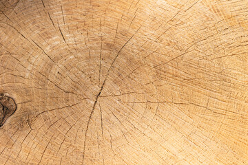 Fototapeta premium Texture of cut wood close-up