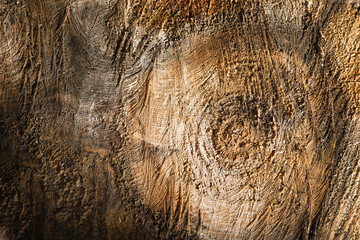 Close-up of a sawn log