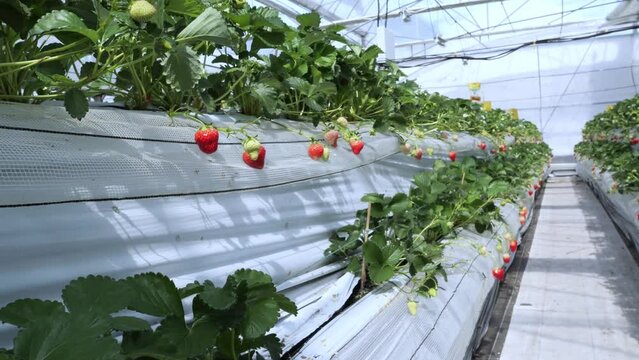 Strawberries hanging in a greenhouse. Strawberries in different growth stages hanging in the greenhouse of a strawberry nursery.
