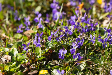 Spring purple flowers in a forest clearing