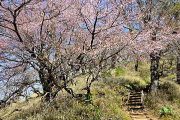 春の丹沢山地　桜を眺めながら丹沢主脈を歩く
