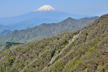 Fototapeta na wymiar 丹沢山地の丹沢山より望む新緑の山地と富士山 