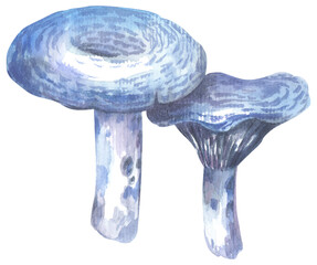 Indigo Milky Caps Edible Mushroom. Watercolor hand drawing painted illustration.