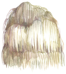 Lion’s Mane Edible Mushroom. Watercolor hand drawing painted illustration.