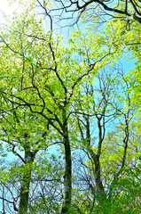 丹沢山地の丹沢山　緑の森
