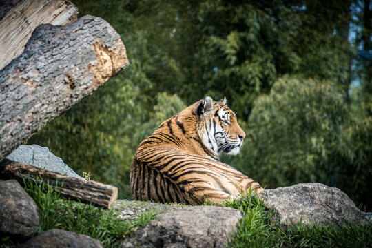 Furchtlose Eleganz: Begegnung mit Tigern im Zoo Straubing