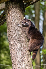 Anmut in Aktion: Der braune Waschbär beim Klettern