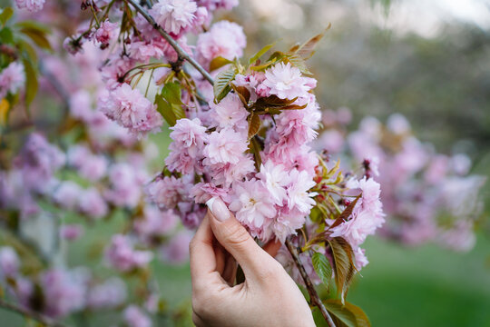 Woman touching the flowers of pink Japanese cherry prunus kanzan with her fingers in a blooming garden in spring in April