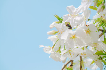 2024年4月の東京に咲いた桜