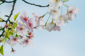 Obraz premium 2024年4月の東京に咲いた桜