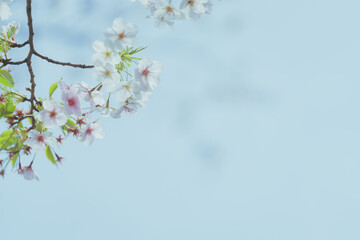 2024年4月の東京に咲いた桜