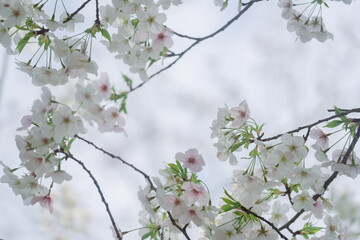 2024年4月の東京に咲いた桜