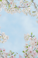 2024年4月の東京に咲いた桜