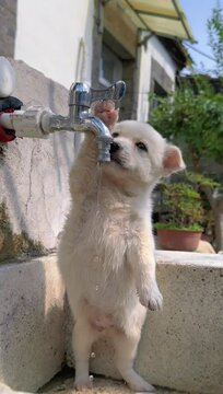 Thirsty puppy dog drinking water from tap. Adorable dog innocent reactions.