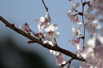 日本の桜、ソメイヨシノ
