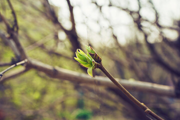 budding young lilac leaves on a twig on a sunny spring day