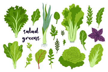 Set of various salad greens isolate on a white background. Vector graphics.