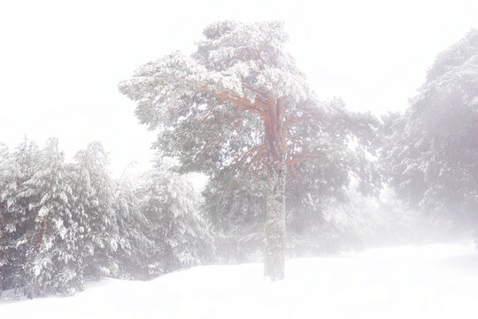 Snowy forest tranquility in a misty winter scene