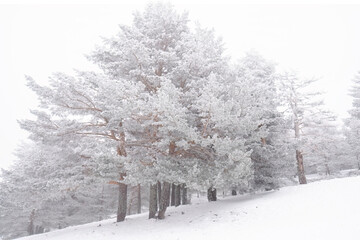 Serene frost-covered trees in a tranquil winter landscape