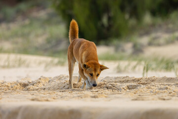 Dingoes scavenging for food along 75 mile beach on K’gari (Fraser Island), Queensland, Australia - obrazy, fototapety, plakaty