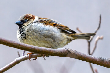 Sparrow Bird Perching On Branch