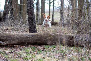 Brittany spaniel jumping over log 