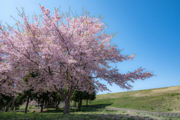四月のささやき