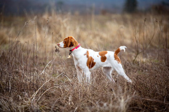 Brittany Spaniel hunting dog on point in grass field