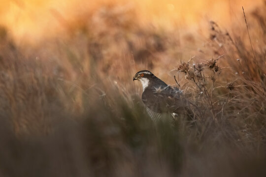 Majestic bird of prey hiding in golden grass