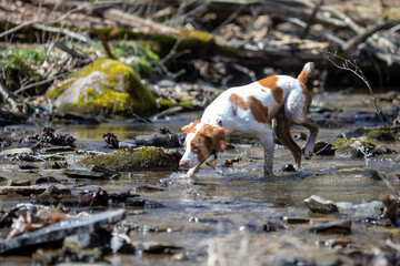 dog crossing stream in woods 