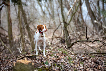 hunting dog in woods 