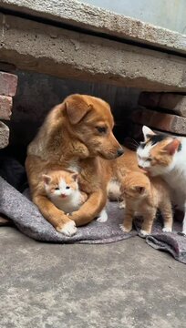 Brown dog covered little cat gently, Other cats looking towards dog. A trusting relationship between animals.