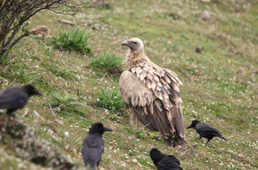 Himalayan vulture or Gyps himalayensis and Large-billed crows or Corvus macrorhynchos scavenging on a carcass at Auli in Uttarakhand, India