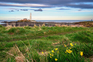 Springtime Daffodils at St Mary's Lighthouse, on the small rocky St Mary's Island, just north of Whitley Bay on the North East coast of England - obrazy, fototapety, plakaty