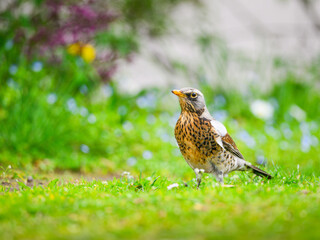 Fieldfare thrush, Turdus pilaris, in  spring with colorful background