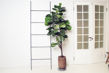 Interior design with plant Ficus lyrata, door, ladder, green leaves. White background with copy space. Template, mock up for your design, items, art, decor.