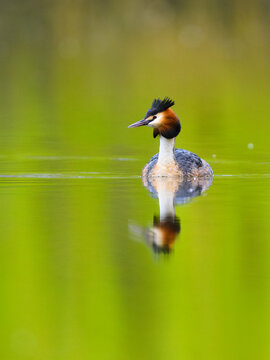 Great crested grebe, Podiceps cristatus, in a colorful lake