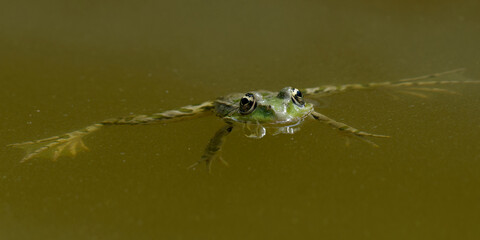 Une grenouille flottant sur un lac